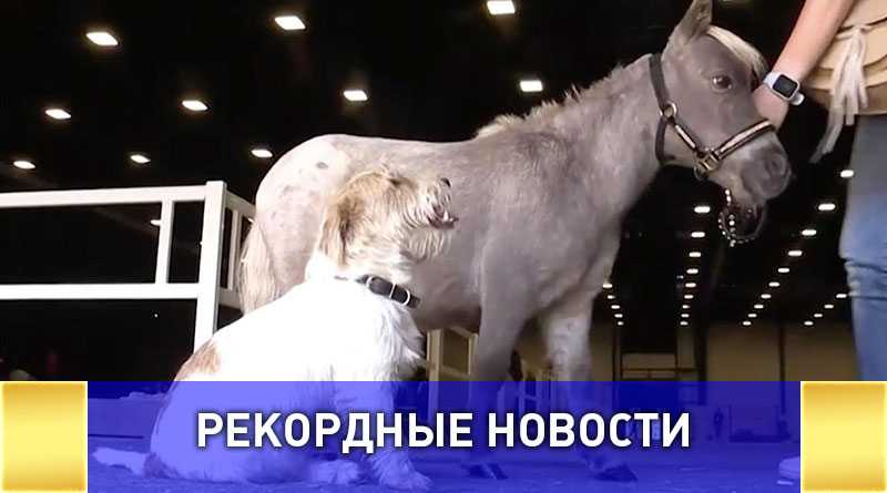 Самого маленького в мире жеребца показали в Петербурге