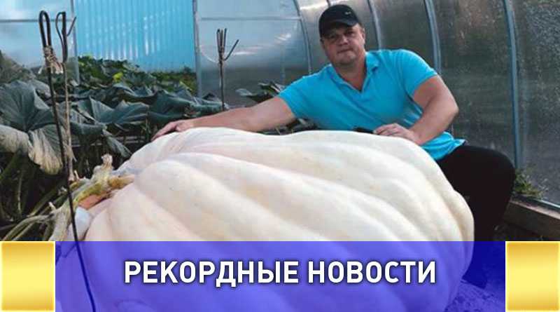 Самую большую тыкву вырастили в подмосковье