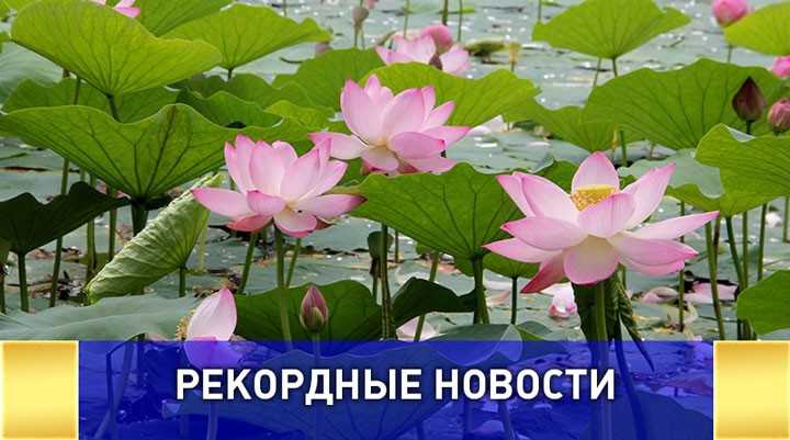 Самое северное озеро лотосов в России